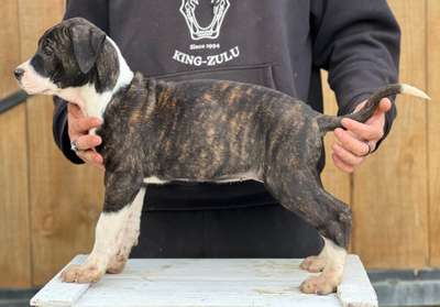 DIOSA DE KING ZULU