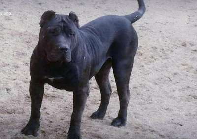 DORA OF SEVEN SHARKY DINASTY