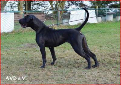 J7'S LOTTE (IMPORT DE LA ARENA)