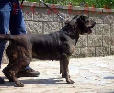 BOMBA II DE LOS DOS SOLES