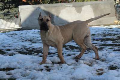 GOODFATHER DEVIL'S BONE KENNEL