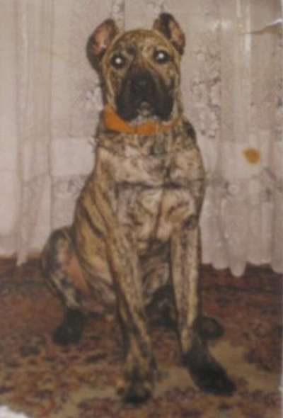 DRAGO DE BARNACAN BULL