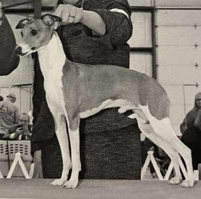 Buchio's Ravalli
