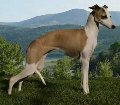 Diavolino's Starfall