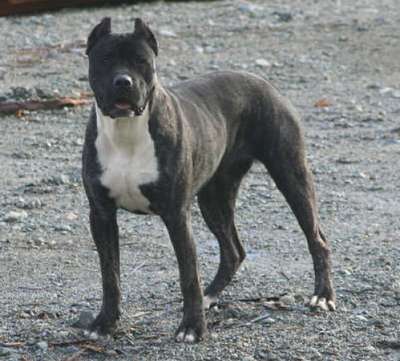 NINA DE LEXA ESTATE GUARDIAN