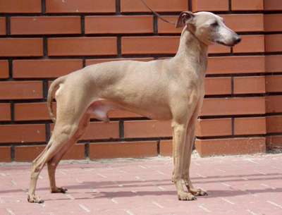 Adonis Des Princes De Kazan