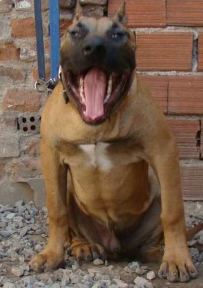 DIMAS DE BARNACAN BULL