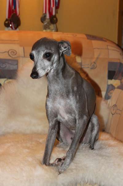 Angioletta Tileco