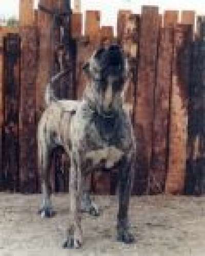 CHOTO DE KING ZULU