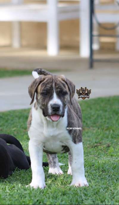 ZOEY DE PCRP KENNEL