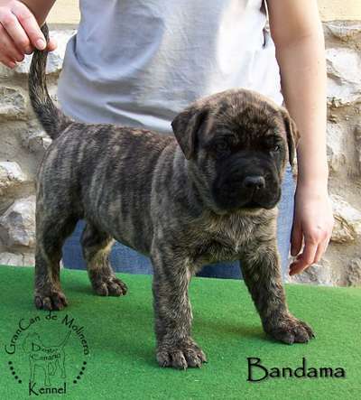BANDAMA GRANCAN DE MOLINERO