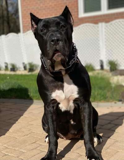 SAPHIRE DE PCRP KENNEL