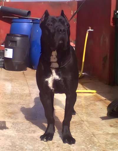 THOR DE TIBICENAS