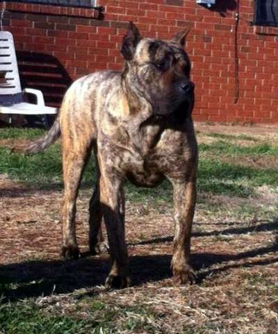 GOLIATH DE BARNACAN BULL