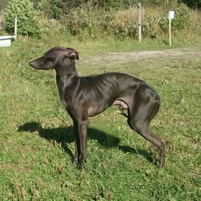 Augustimåne's Doggelito