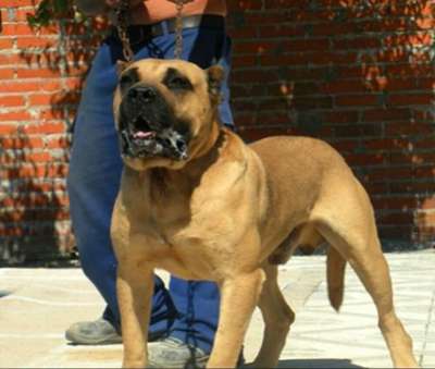 GITANO DE KING ZULU