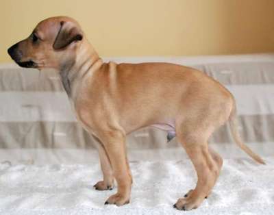Basilio Chluba Carewny