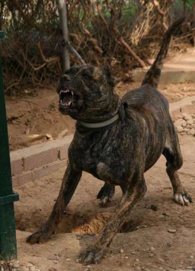 MANGUARA DE IRON BULL