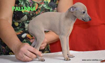 Canis Nobilitas Palunna