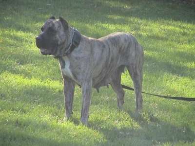 ELITE NAKITA (DFK9 NIKITA DE SHOGUN KENNEL)