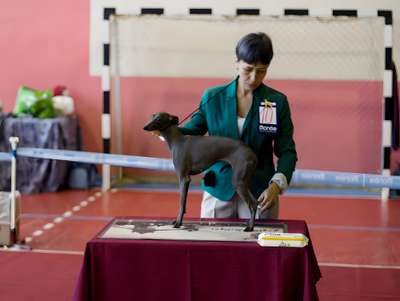 Virtus Regum Haya