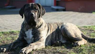 BOSS BULL CANARIO RAYA