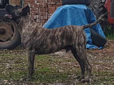 ADEMAR TIRKE BULL