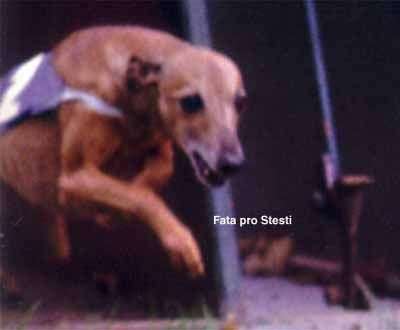 Fata Pro Stesti