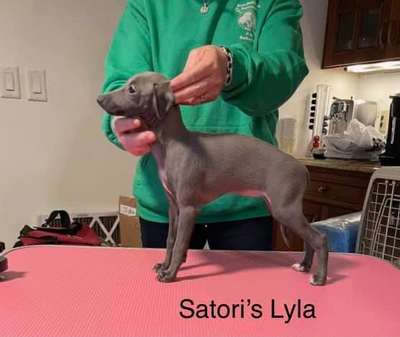 Satori Lyla