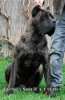 Presa'S Spirit A-cronos