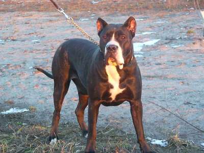 DAKOTA DE PRESA AWANGARDA