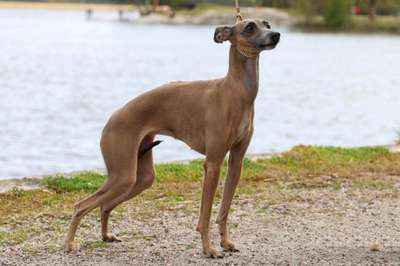 Canis Nobilitas Cataleya