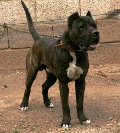 RAID DE PERRO DE LA TIERRA