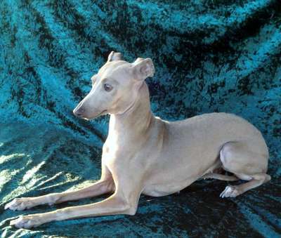 Tunamara Shimmer Of Silver