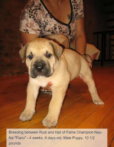 BRAVO KENNEL'S FLACO