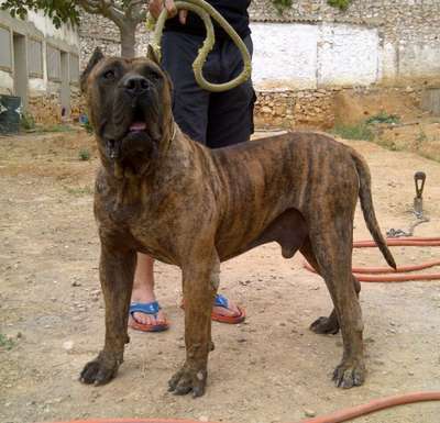 SALVATORE SANZO DE FENCING DOGS