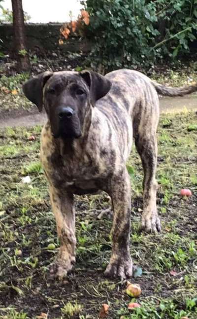 VASCO EL AUTENTICO CANARIO