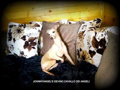 Johnnyangels Devino Cavallo Bianco Dei Angeli