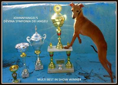 Johnnyangels Devine Symnfonia Dei Angeli