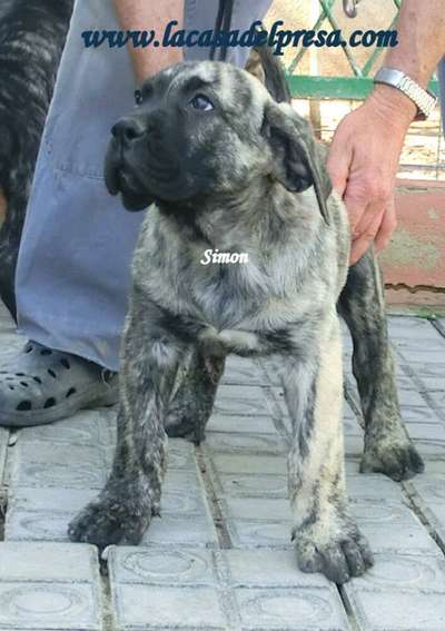 SIMON DE CASA DEL PRESA