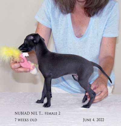 Nubiad Nil Tutti Miu Miu