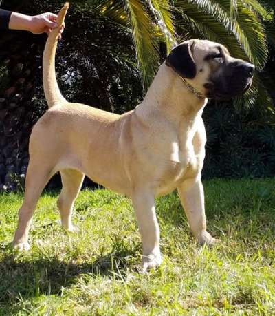 CHAXIRAXI DE CRISDOCO