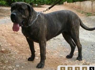 WANDA DE DOG REAL