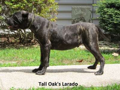 LARADO OF TALL OAKS