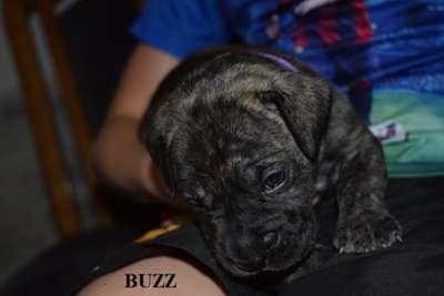 BUZZ