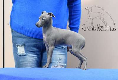 Canis Nobilitas Adelyn