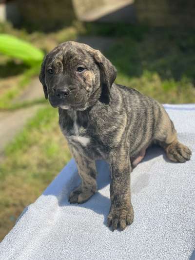 ZEUS DE PRESA FAMILY