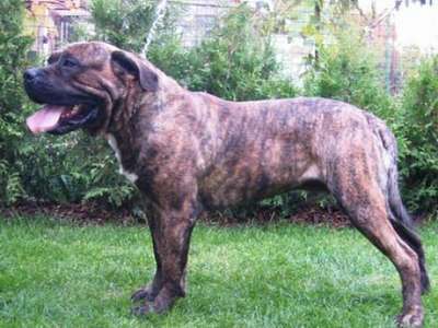 BIG BOSS CALSON'S BULL