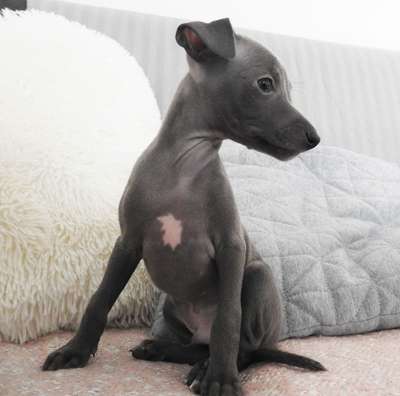 Mauritius Dogoteka FCI