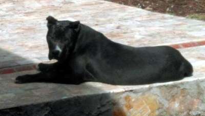 BELLA GUARDIA TURCA DE SMYRNA